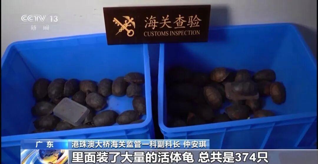 女子裤子内藏2斤多活虫